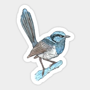 Superb Fairy-wren Sticker